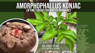 Amorphophallus Konjac  - Digging up for winter