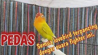 Suaranya Tajam Pancingan lovebird fighter ini ajak lawan bunyi bersautan adu ngekek