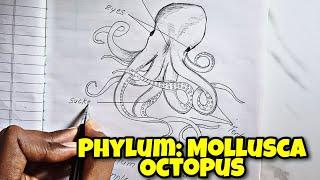 phylum  Mollusca how to Draw Octopus labelled diagram classification of animals Octopus 