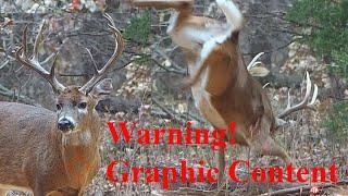 White Tailed Deer  133 TROPHY 8 POINT BUCK KILL with CROSSBOW