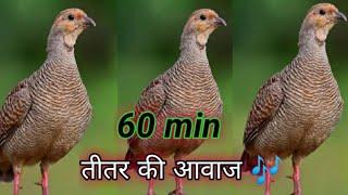 One hours teetar ki Awaz Partridge sounds Francolin voice long voice #teetar #birds #voice #sounds