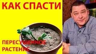 Как спасти пересушенное растение. Пошаговая инструкция