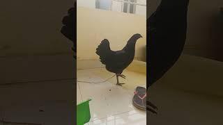 kadaknath chicken hen #shorts #kadaknathchicken