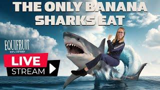 Sharks Bananas and Badassery with Kim Chackal from Equifruit