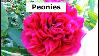 London Gardening - Peonies Feature