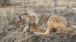 coyote season 2324 check day 11102023 stacking them up