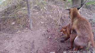 Fox dog mating with vixen..