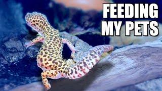 Feeding My Pets Snakes Lizards and Tarantulas