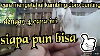 ciri-ciri kambing deredoro mulai bunting