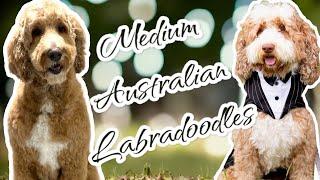 Finally Preparing For More Puppies  EmmaXMitchell  Medium Australian Labradoodles