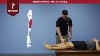 Tibialis Anterior Muscle Testing Dr Vizniak Muscle Manual