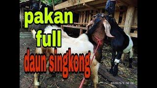 KAMBING JAWA RANDU PAKAN FULL DAUN SINGKONG