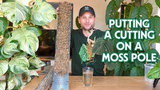 STARTING A CUTTING ON A MOSS POLE - how to tutorial