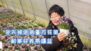 【海妈植物推荐】冬天掉进角堇万花筒，耐寒好养易爆盆