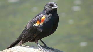 Red Winged Black Bird Call  Beautiful Bird Singing  Red Winged Black Bird Song