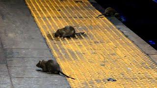 Rat problem in NYC