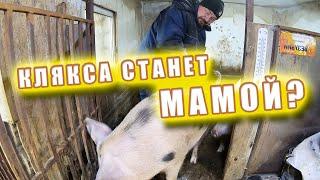 БУТОФАН И КЛЯКСА  Переселение Свиней  Вопросы осеменения свиноматки  Подарили фирменный мангал