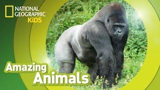 Gorilla  Amazing Animals