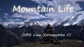 Mountain Life  RAW Video  Live Yarsagumba  Api Mountain  Nepal