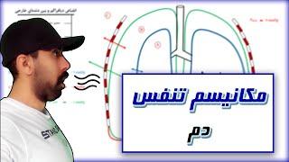 مکانیسم تنفس در فیزیولوژی انسان مرحله دم  Mechanism of breahting  Physiology