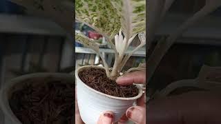 Mengapa Aglaonema harus menggunkan pot kecil