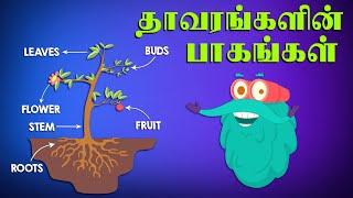 தாவரங்களின் பாகங்கள்  Parts Of Plants  Dr.Binocs Tamil  Best Learning Videos For Kids