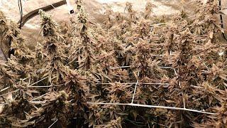 PHAT Tent HARVEST DAY Gush Mints Red Pop Runtz Buttonz Rainbow Chip Week 9 #zpstrains