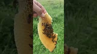 Медовый язык появляется в улье если есть свободное место. #пасека #пчеловодство #пчелы