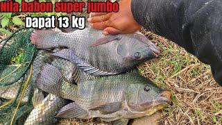 Umpan Lumut Memang Paling Jitu Buat Mancing ikan Nila Babon liar