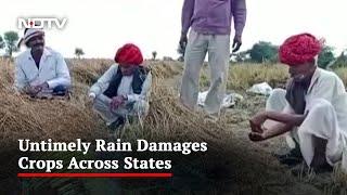 Unseasonal Rain Damage Crops In Several States