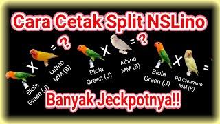 Cara Mencetak Lovebird Split NSLino Agar Tembus Biola Lutino Biola Albino Dan Biola PB Creamino