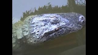 North America - One of the Best Places to visit - Gator Park in Florida USA