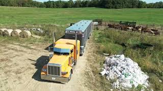 Moving Cattle Back From Summer Pastures