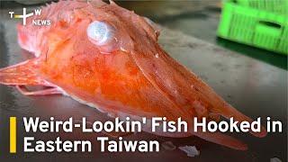 Ikan yang Terlihat Aneh Dipancing di Taiwan Timur  Berita TaiwanPlus