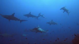 Galapagos 2021 - The Best Scuba Diving In The World