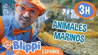 Blippi va al acuario  Blippi Español  Videos educativos para niños  Aprende y Juega