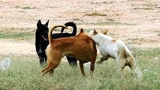 Cambo Summer RealDogs Doberman Vs Golden Labrador Retriever in My Village