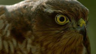 How sparrowhawks catch garden birds - Life in the Air Episode 2 Preview - BBC One