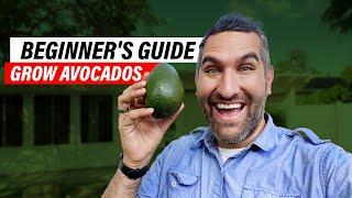 Avocado Tree Care 101 A Comprehensive Guide for Beginners