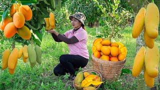 Harvesting Green mango to the Market to Sell  Gardening growing vegetables Lucias daily life