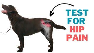 Dog Arthritis Back Legs - How to Check Your Dogs Hips for Arthritis