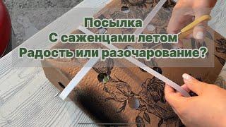 Посылка с саженцами летом  Стоит ли?