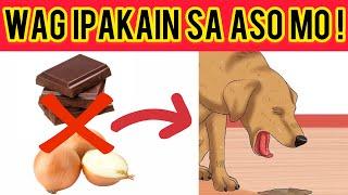 Mga Pagkain Na Bawal Sa Aso 7 Pagkain Na Maaring Pumatay Sa Kanila