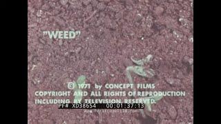 “ WEED THE STORY OF MARIJUANA ” 1971 CLASSROOM ANTI-DRUG USE & ABUSE SCARE FILM XD38654