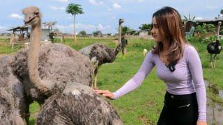 TENDANGAN MAUT BURUNG UNTA 