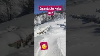 DIŞARIDA ARI KIŞLAR MI? #shorts #short #shortvideo #trending #beekeeper #arıcılık #fallow