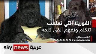 تتكلم ألف كلمة وتفهم ألفين.. كوكو الغوريلا الذي تعلمت