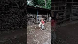 fadiya dan faras main kambing di kampung