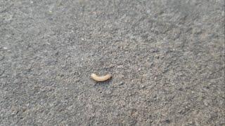 Leaping Larvae - Fly maggots  Himachal Pradesh India