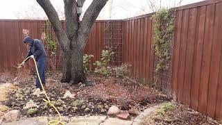 Fertilization on Live Oak